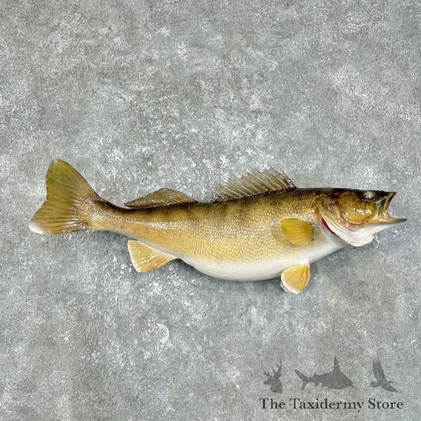 Walleye Taxidermy Mount For Sale #25617 @ The Taxidermy Store