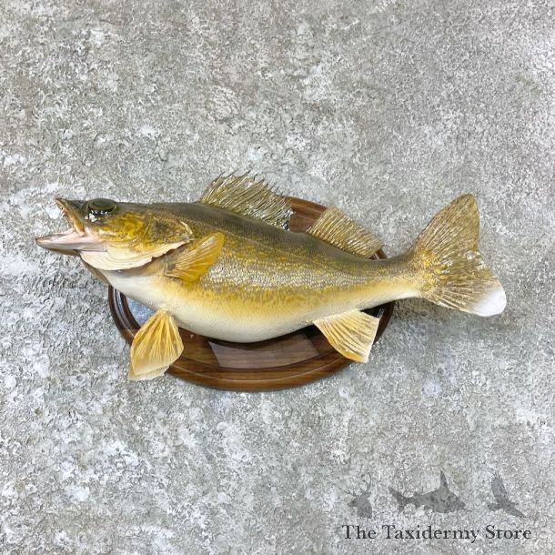 Walleye Taxidermy Fish Mount For Sale #26704 @ The Taxidermy Store