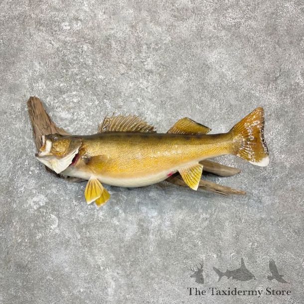 Walleye Taxidermy Fish Mount For Sale #27099 @ The Taxidermy Store