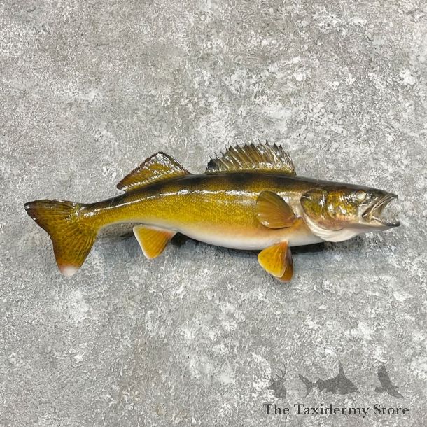 Walleye Taxidermy Fish Mount For Sale #27718 @ The Taxidermy Store