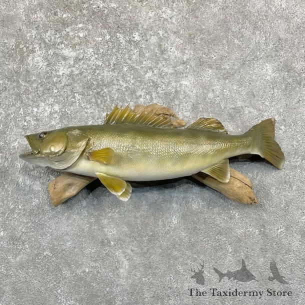 Walleye Taxidermy Fish Mount For Sale #27822 @ The Taxidermy Store