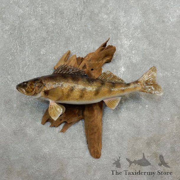 Walleye Taxidermy Mount For Sale #17792 @ The Taxidermy Store