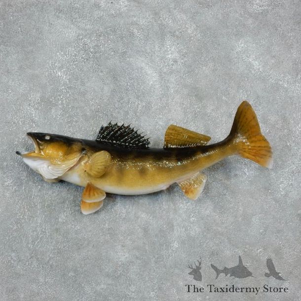 Walleye Freshwater Fish Mount For Sale #17949 @ The Taxidermy Store