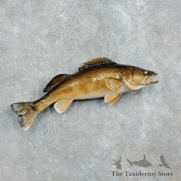 Walleye Taxidermy Mount For Sale #17950 @ The Taxidermy Store