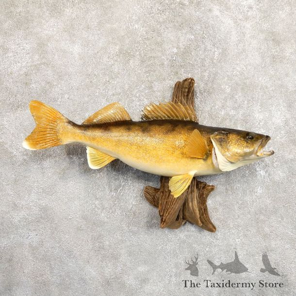 Walleye Taxidermy Mount For Sale #19707 @ The Taxidermy Store
