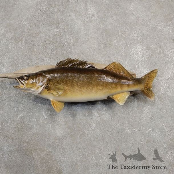 Walleye Taxidermy Mount For Sale #20554 @ The Taxidermy Store