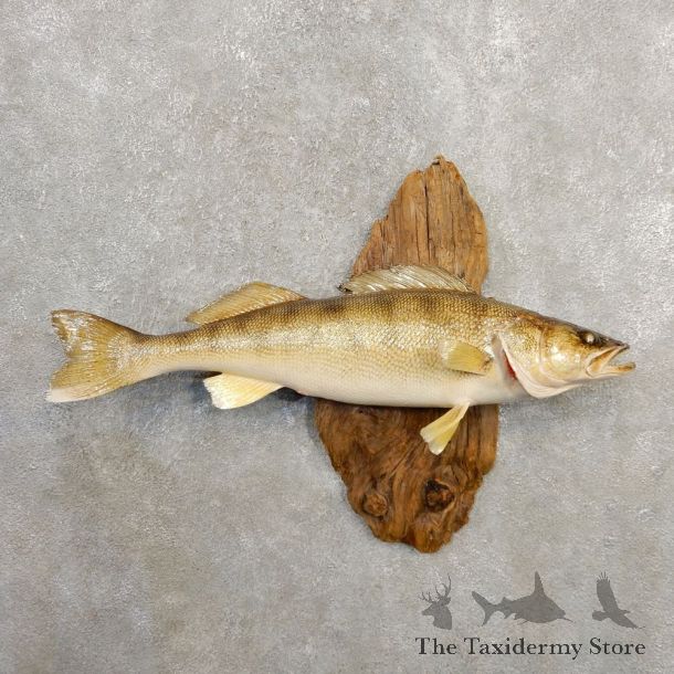 Walleye Taxidermy Mount For Sale #20577 @ The Taxidermy Store