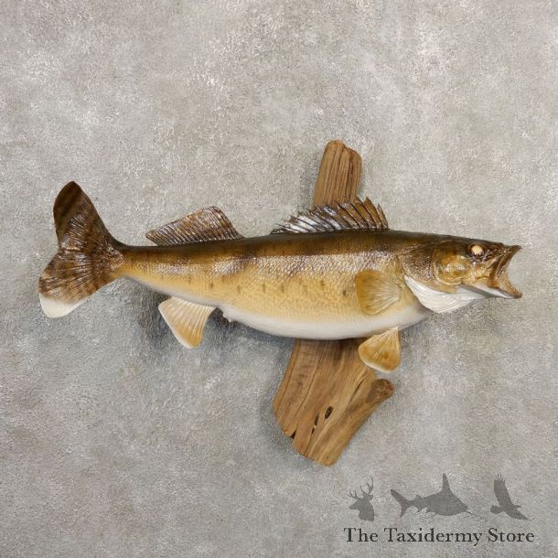 Walleye Taxidermy Mount For Sale #20869 @ The Taxidermy Store