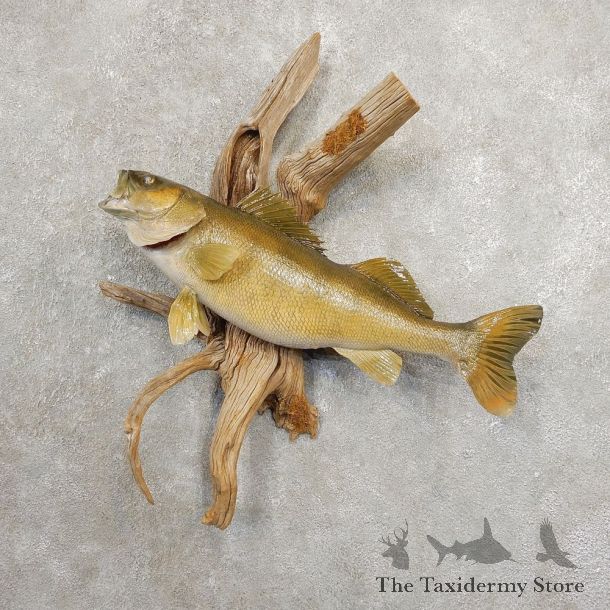 Walleye Taxidermy Mount For Sale #20879 @ The Taxidermy Store
