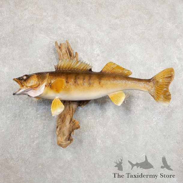 Walleye Taxidermy Mount For Sale #20882 @ The Taxidermy Store