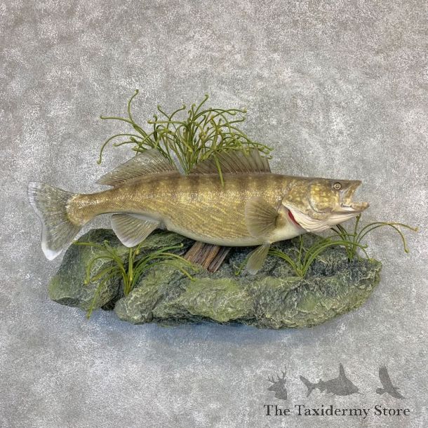 Walleye Taxidermy Mount For Sale #21621 @ The Taxidermy Store