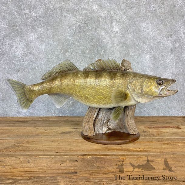 Walleye Taxidermy Mount For Sale #21632 @ The Taxidermy Store