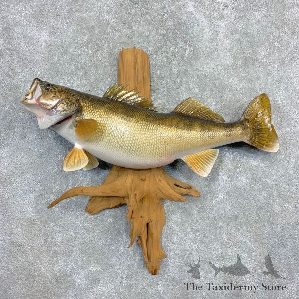 Walleye Taxidermy Mount For Sale #21994 @ The Taxidermy Store