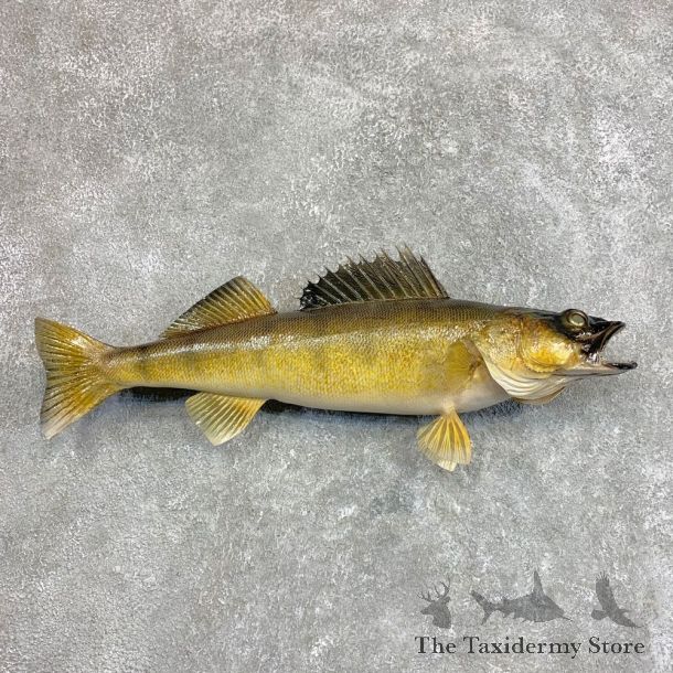 Walleye Taxidermy Mount For Sale #22045 @ The Taxidermy Store