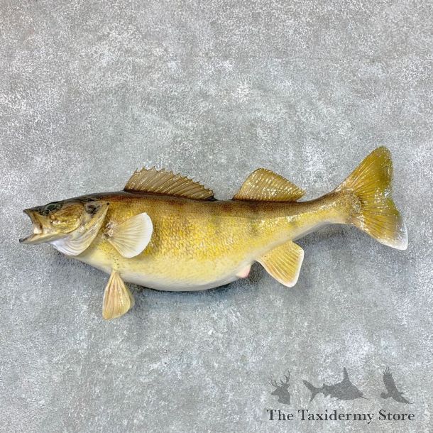 Walleye Taxidermy Mount For Sale #22489 @ The Taxidermy Store