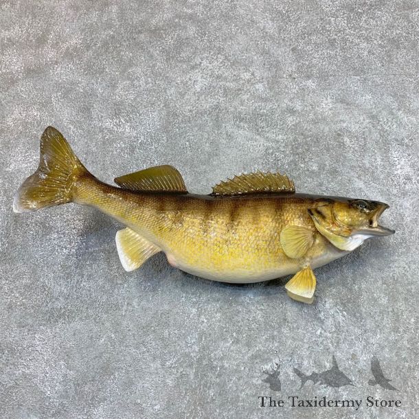 Walleye Taxidermy Mount For Sale #22491 @ The Taxidermy Store