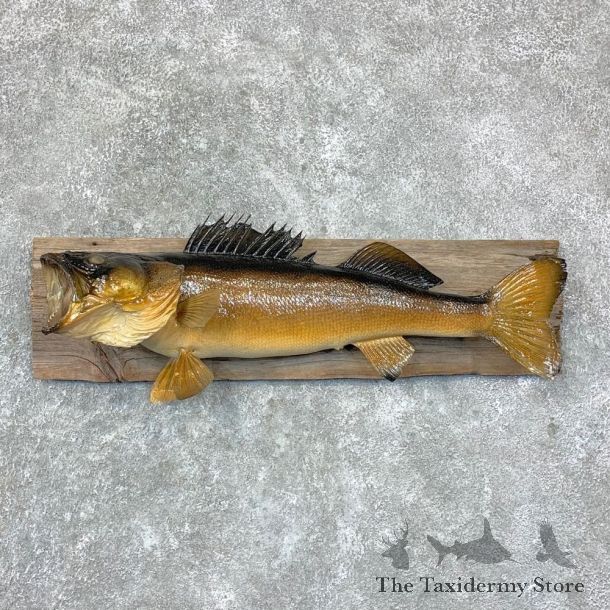Walleye Taxidermy Mount For Sale #22889 @ The Taxidermy Store