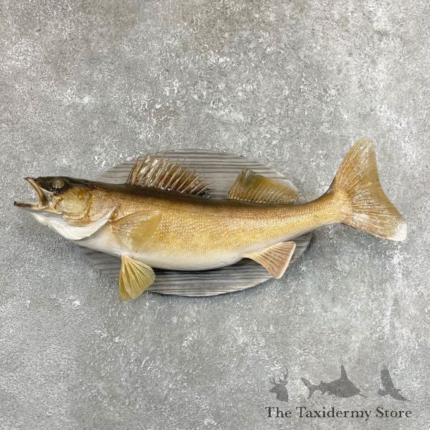 Walleye Taxidermy Mount For Sale #24527 @ The Taxidermy Store
