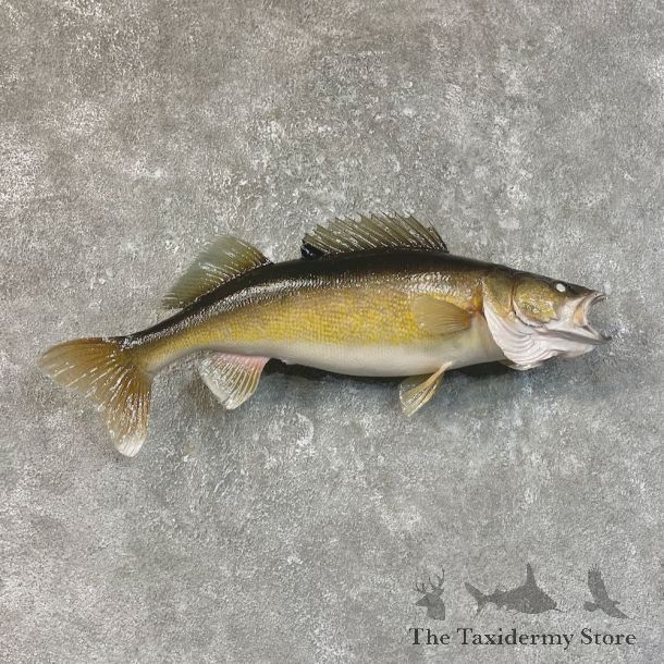 Walleye Taxidermy Mount For Sale #25206 @ The Taxidermy Store
