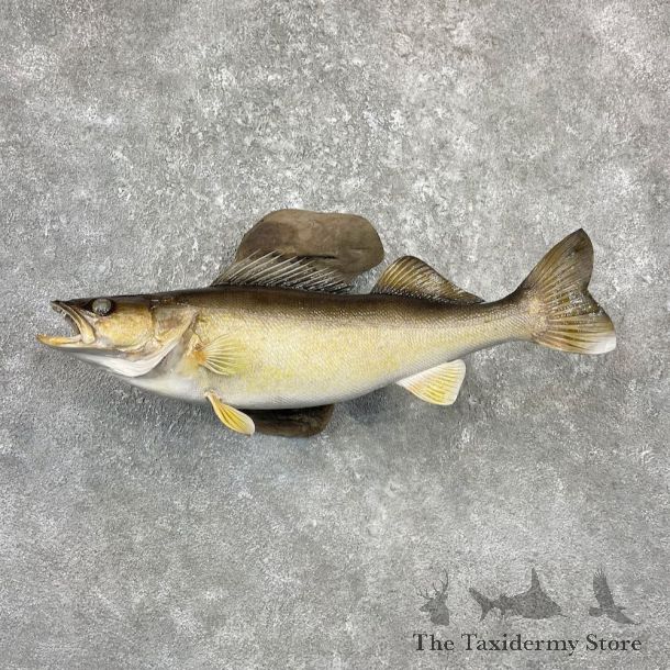 Walleye Taxidermy Mount For Sale #26124 @ The Taxidermy Store