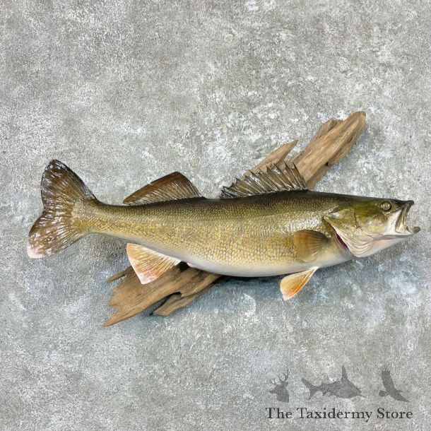 Walleye Taxidermy Mount For Sale #26931 @ The Taxidermy Store