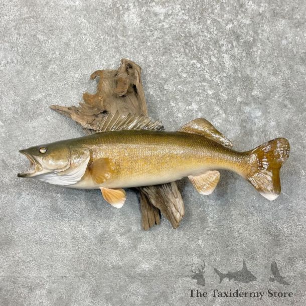 Walleye Taxidermy Mount For Sale #27431 @ The Taxidermy Store