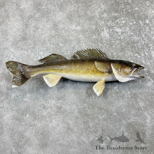 Walleye Taxidermy Mount For Sale #27432 @ The Taxidermy Store