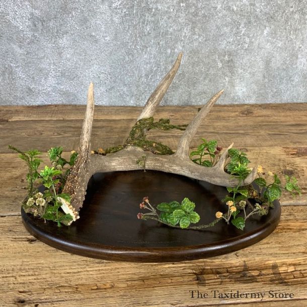 Walnut Table Centerpiece with Whitetail Deer Antler  #21234 @ The Taxidermy Store