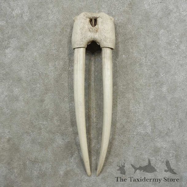 Walrus Skull European Mount For Sale #16780 @ The Taxidermy Store