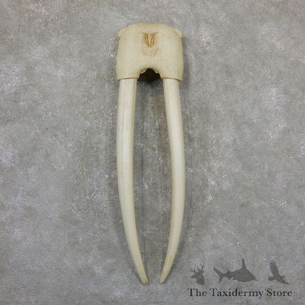 Walrus Skull European Mount For Sale #19401 @ The Taxidermy Store