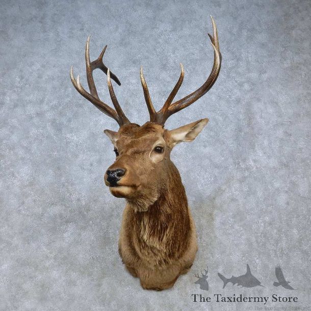 Tain Shan Wapiti Elk Shoulder Mount For Sale #15081 @ The Taxidermy Store