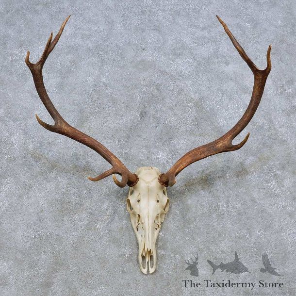 Wapiti Elk Skull European Mount For Sale #14545 @ The Taxidermy Store