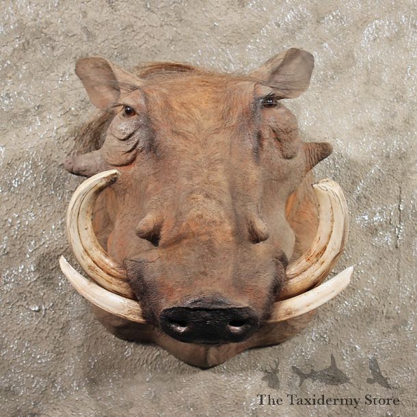 African Warthog Shoulder Mount #11426 - For Sale - The Taxidermy Store