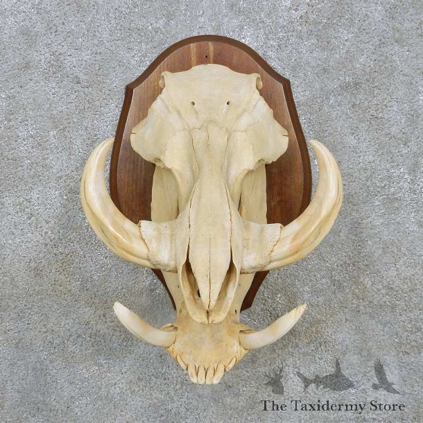Warthog Skull & Tusk European Mount For Sale #15167 @ The Taxidermy Store