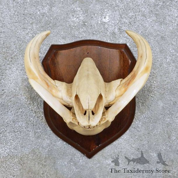 Warthog Skull & Tusk Mount For Sale #14451 @ The Taxidermy Store