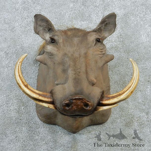 Warthog Taxidermy Shoulder Mount #12896 For Sale @ The Taxidermy Store