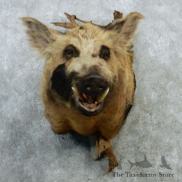Giant Boar Taxidermy Shoulder Mount #12897 For Sale @ The Taxidermy Store