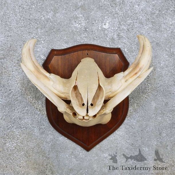 Warthog Skull & Tusk Mount For Sale #14449 @ The Taxidermy Store