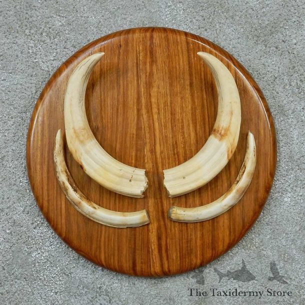 Warthog Tusk Plaque Mount #13742 For Sale @ The Taxidermy Store