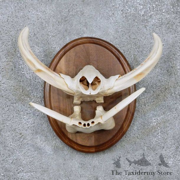 African Warthog Tusk Plaque For Sale For Sale #14000 @ The Taxidermy Store