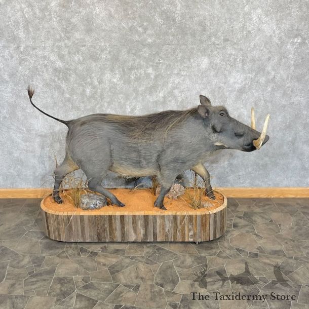 Warthog Life-Size Mount For Sale #27650 @ The Taxidermy Store