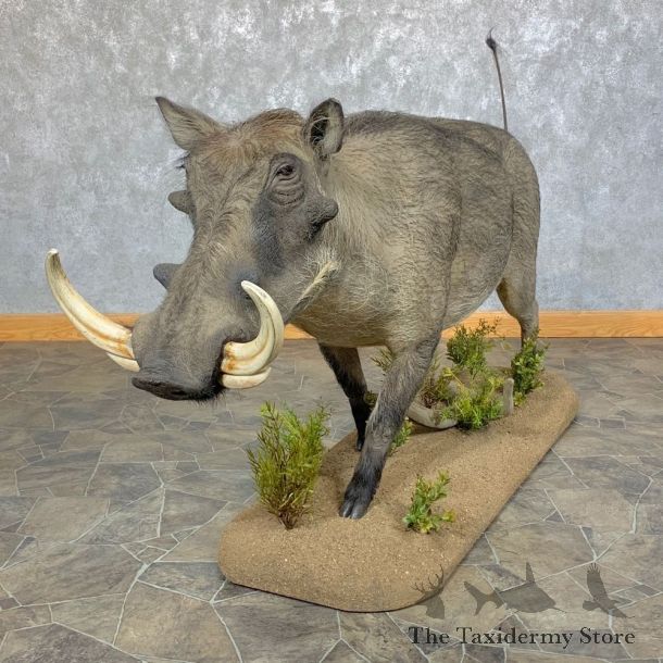 Warthog Life-Size Taxidermy Mount For Sale #23657 @ The Taxidermy Store