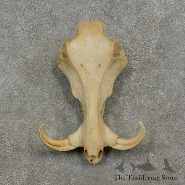 African Warthog Upper Skull Mount #17083 For Sale @ The Taxidermy Store