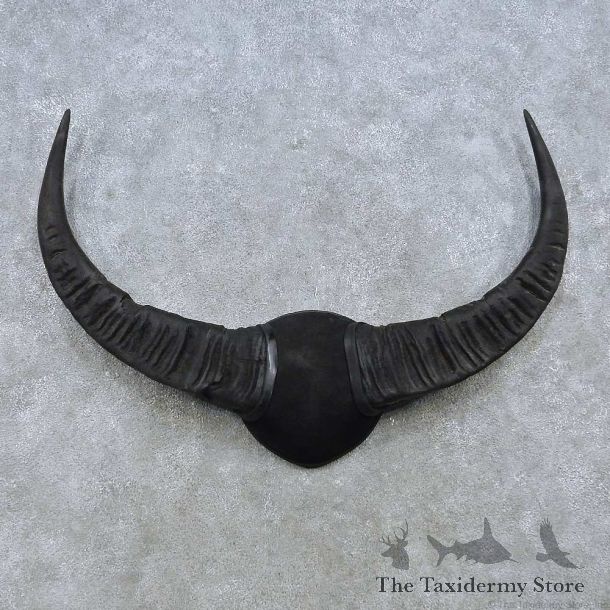 Fallow Deer Skull & Horn European Mount For Sale #15152 @ The Taxidermy Store