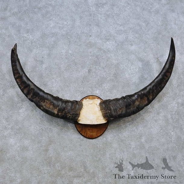 Water Buffalo Skull European Mount For Sale #14535 @ The Taxidermy Store