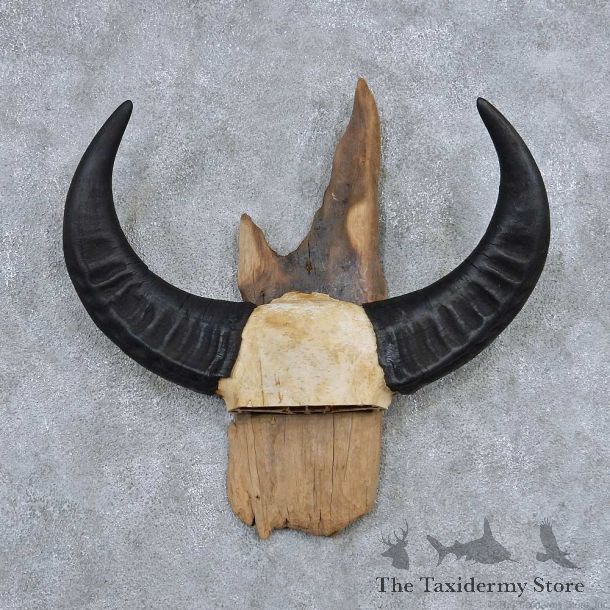 Water Buffalo Horns Taxidermy Mount #13834 For Sale @ The Taxidermy Store