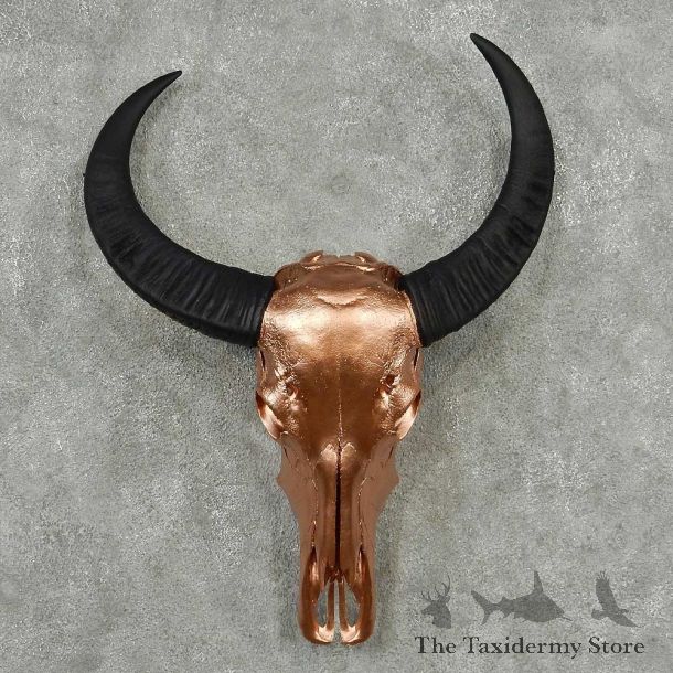 Water Buffalo Skull Horn Taxidermy Mount #13831 For Sale @ The Taxidermy Store