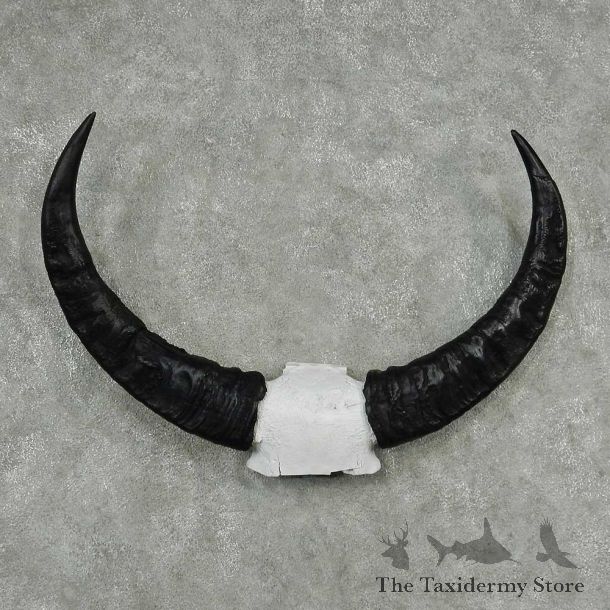 Water Buffalo Horns Taxidermy Mount #13832 For Sale @ The Taxidermy Store