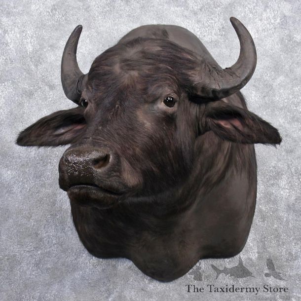 Water Buffalo Taxidermy Head Mount #12530 For Sale @ The Taxidermy Store