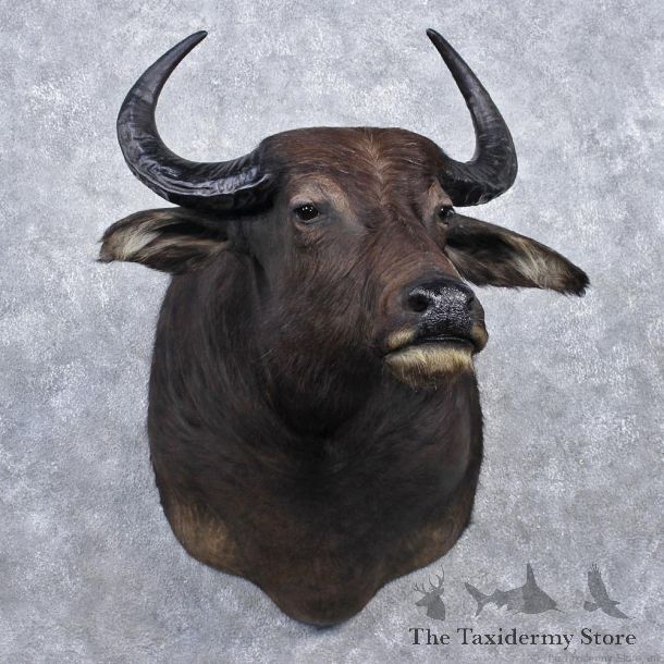 Water Buffalo Taxidermy Head Mount #12531 For Sale @ The Taxidermy Store